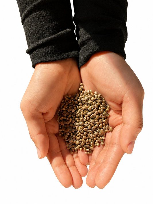 Aceite de Semillas de Cáñamo